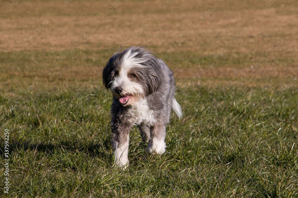 Bearded Collie running in lawn