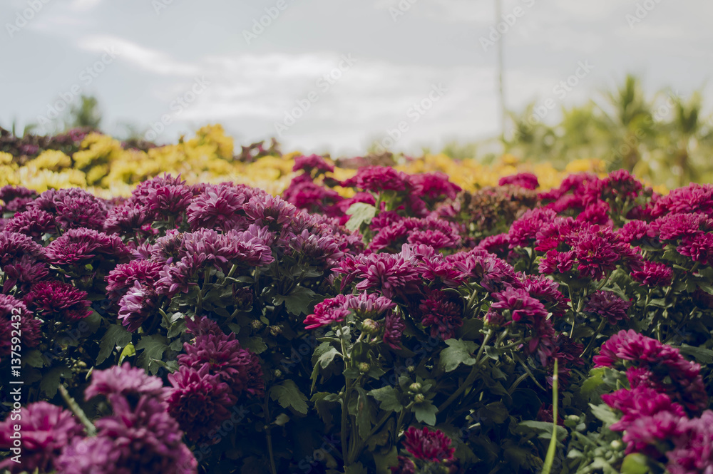 Obraz premium Flowers