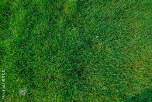 Green grass field with drops of morning dew