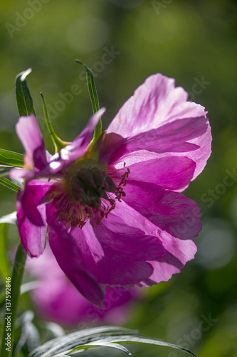 peony anomalia photo