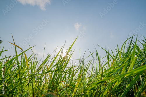 Green grass field and blu sky