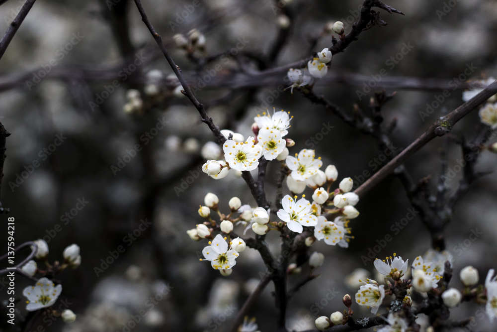 Small flower