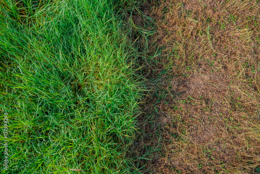 Green grass field Green grass field