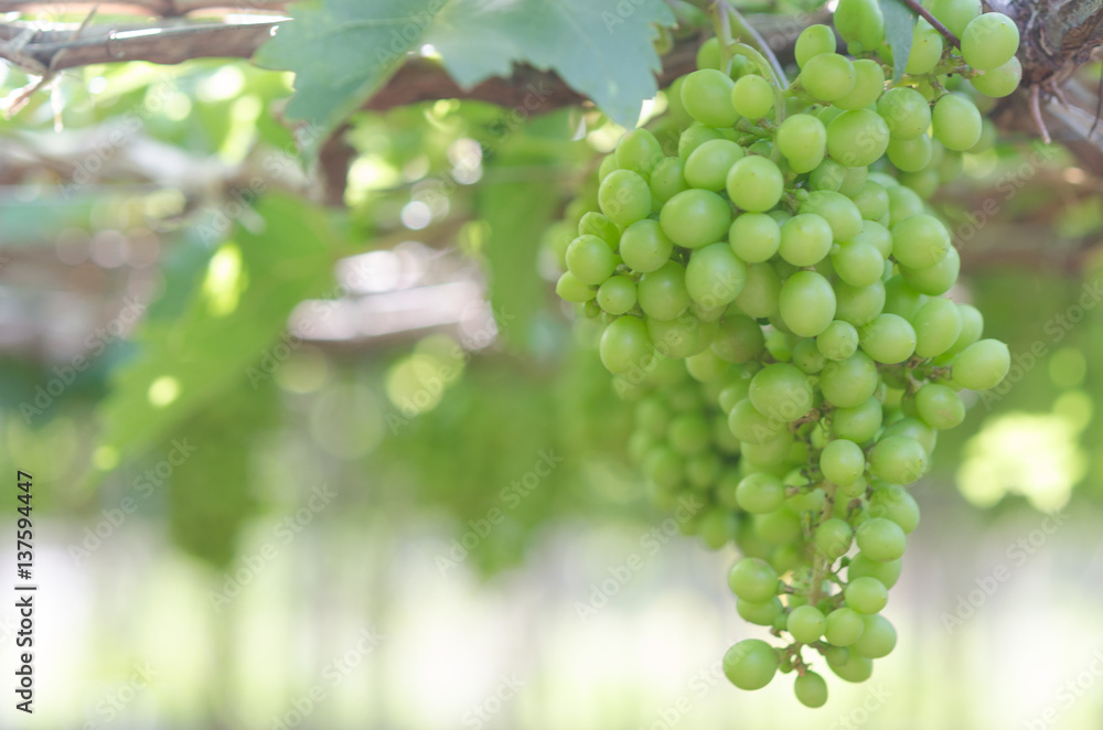Green grapes in farm at Ninh Thuan, Vietnam Green grapes in farm at Ninh Thuan, Vietnam