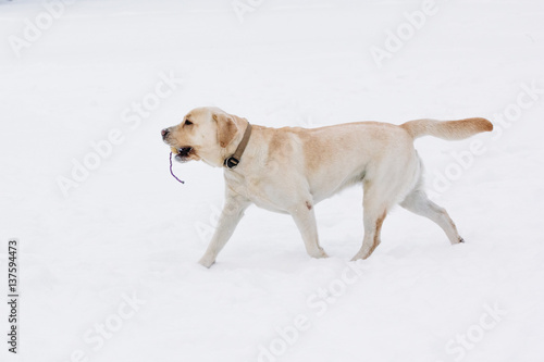 Beautiful labrador walking on the snow