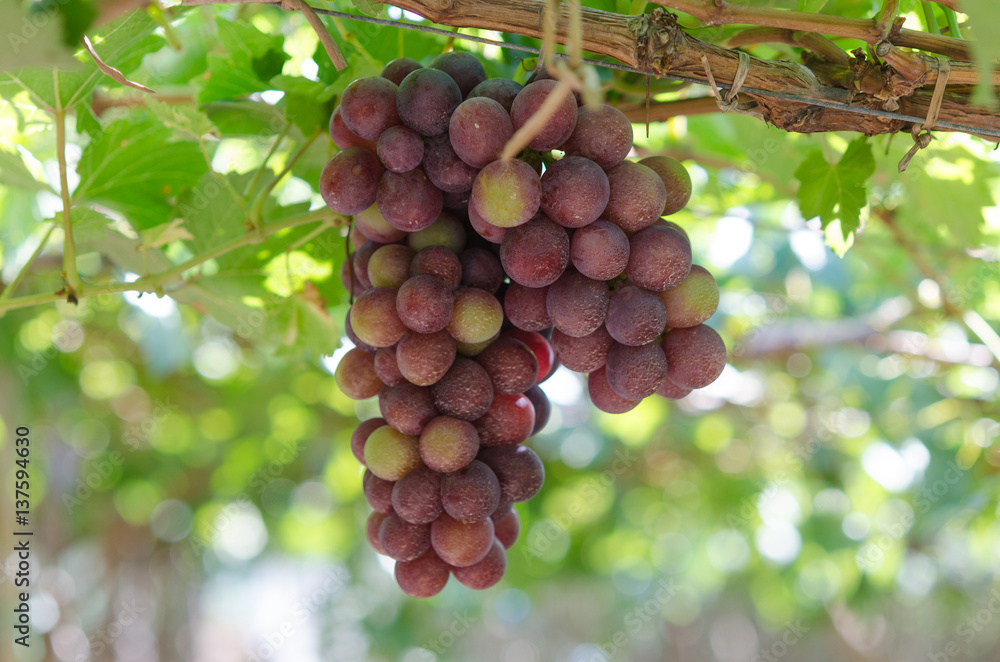 grapes in garden