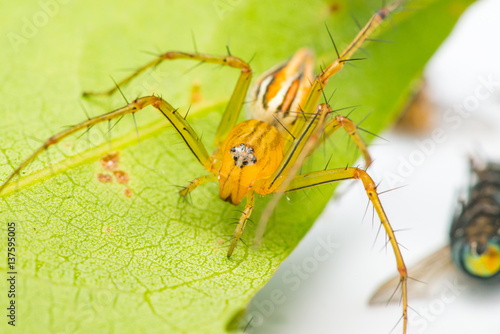 Yellow Female Lean lynx spider, Oxyopes macilentus (Family: Araneae, subfamily: Oxyopidea) crawling on a green leaf