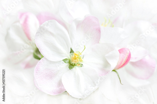 Beautiful spring flowers in blossom. Floral wallpaper