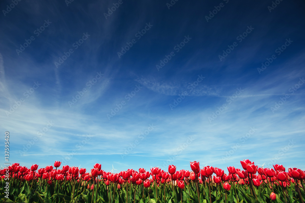 Beautiful red tulip field in the Netherlands. Fantastic event wi Beautiful red tulip field in the Netherlands. Fantastic event wi