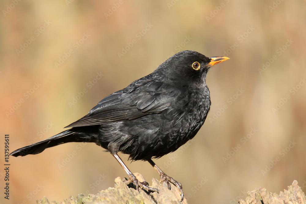 Obraz premium Männliche Amsel