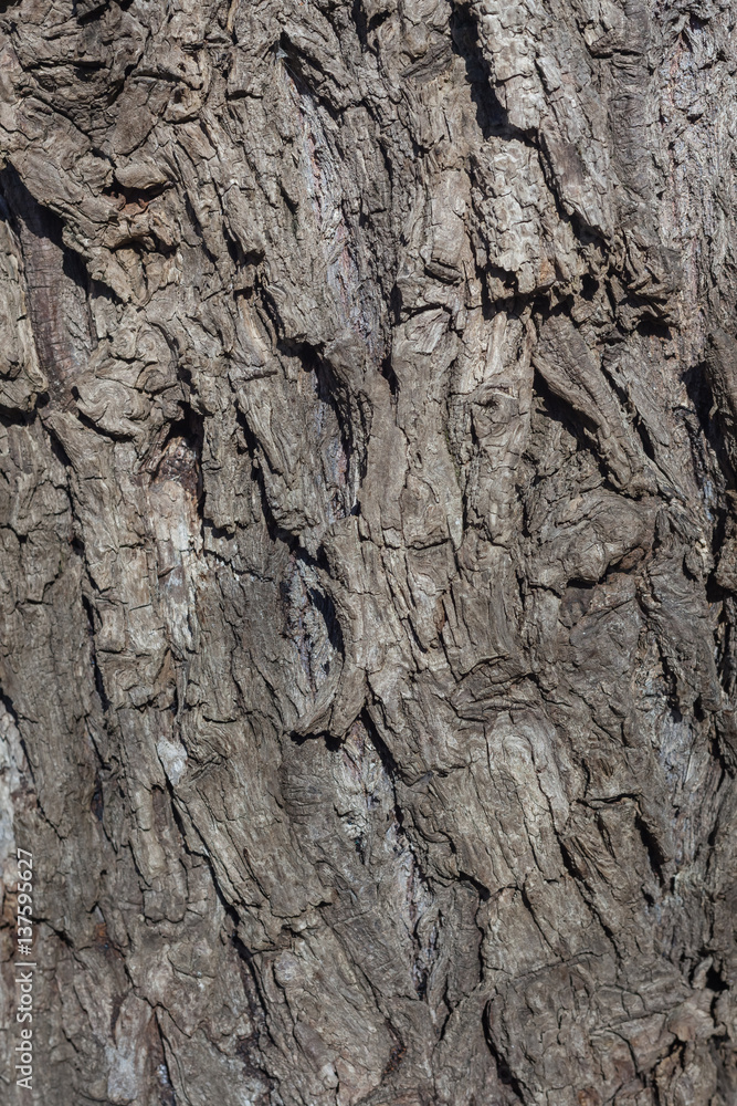 Wrinkled old willow tree bark, willow bark texture Wrinkled old willow tree bark, willow bark texture