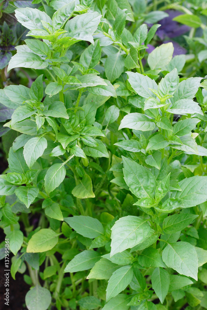 Green basil in garden Green basil in garden