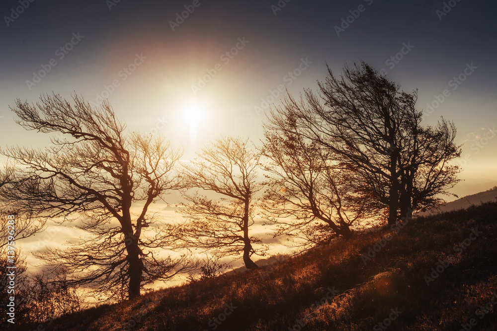 birch forest in sunny afternoon while autumn season birch forest in sunny afternoon while autumn season