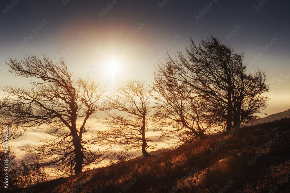 birch forest in sunny afternoon while autumn season