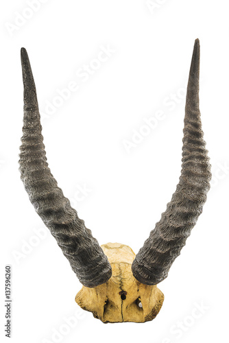  horns on a white isolated background photo