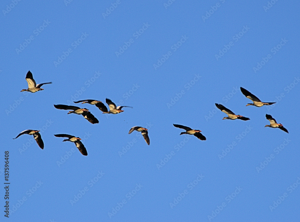 Fototapeta premium Enten auf der Futtersuche bei Obersteimel, Gemeinde Reichshof