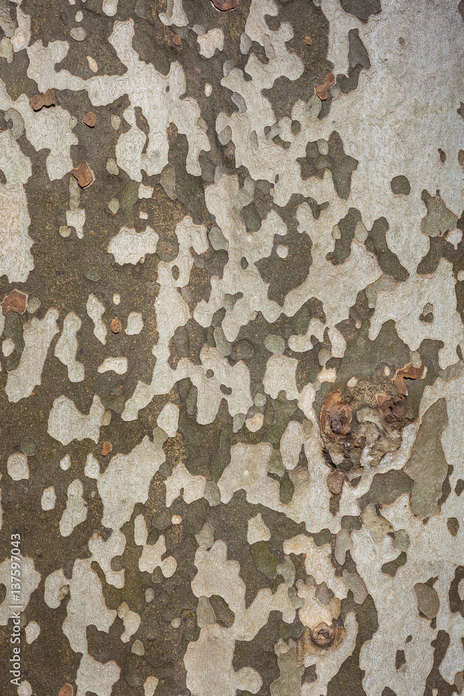 Background of plane tree bark , plane tree bark texture Background of plane tree bark , plane tree bark texture