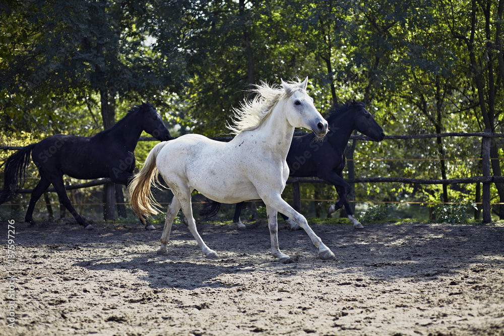 Herd Of Horses, Baranja, Croatia, Europe Herd Of Horses, Baranja, Croatia, Europe