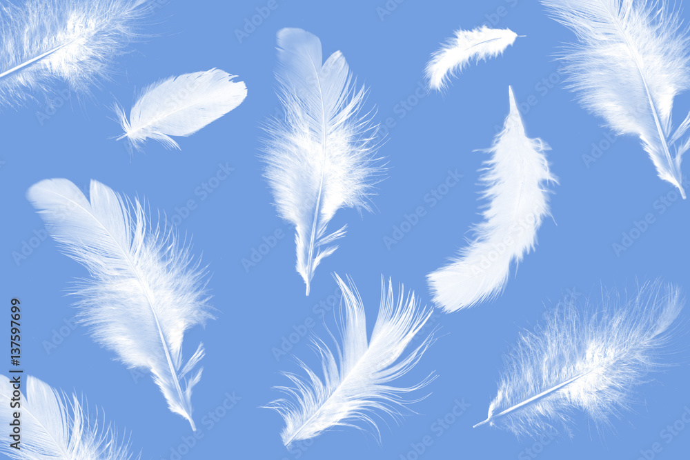 Fototapeta premium the background of white feathers on a blue background