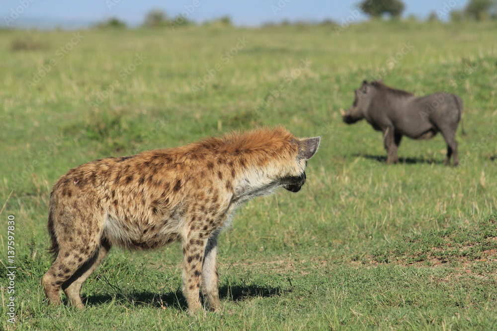 Yawning Spotted Hyena looking at  warthog in Massai Mara, Kenya