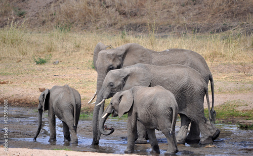 Photography Family of elephants with baby at watering hole