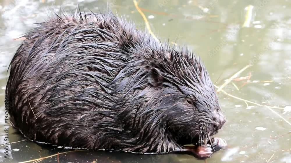 wildlife video of european beaver,Otrokovice,Czech republic wildlife video of european beaver,Otrokovice,Czech republic