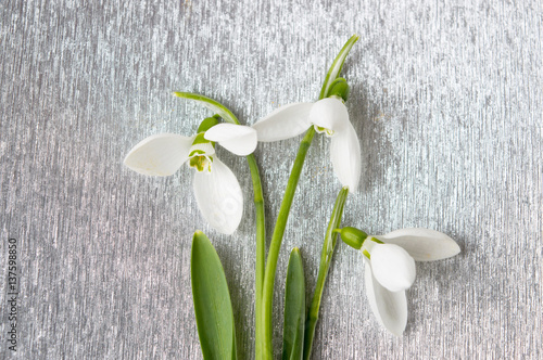 Fototapeta Naklejka Na Ścianę i Meble -  Snowdrops bouquet on shiny silver background