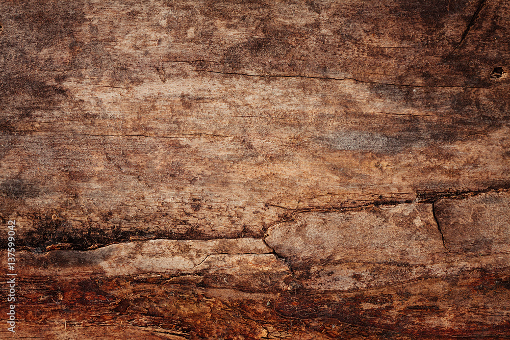 Obraz premium wood texture , surface, tree bark , wood background