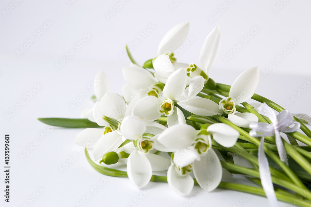 Fototapeta premium Snowdrops bouquet on white background