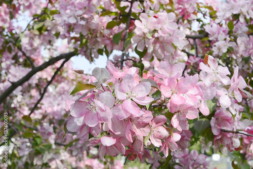 Beautiful pink cherry blossom flowers