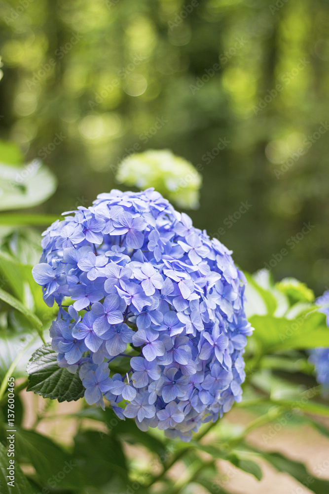 Hortensia flower, hydrangea flower, background Hortensia flower, hydrangea flower, background