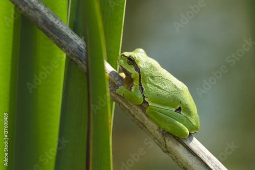 Hyla arborea Eurapaean green tree frog sitting on dry leaf 