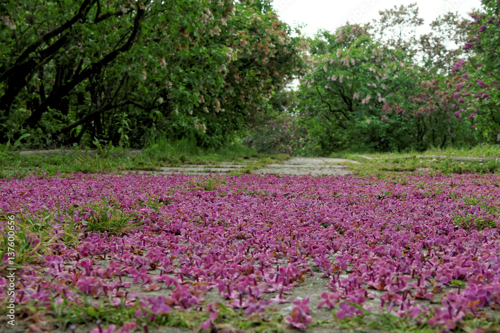 Lilacs in the botanical garden, Ukraine, Kiev