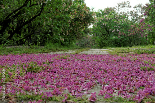 Wallpaper Mural Lilacs in the botanical garden, Ukraine, Kiev Torontodigital.ca