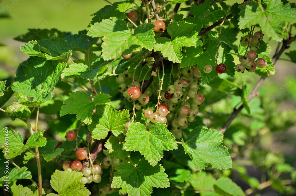 bunch of red currant on the bush