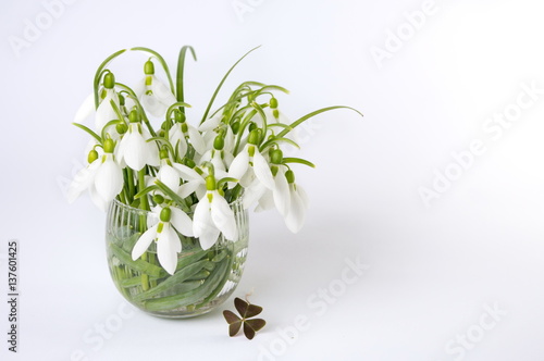 Fresh snowdrops in vase on white background