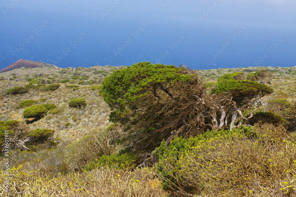 Native tree twisted by the force of wind, Sabinar El Hierro. Canary island, Spain