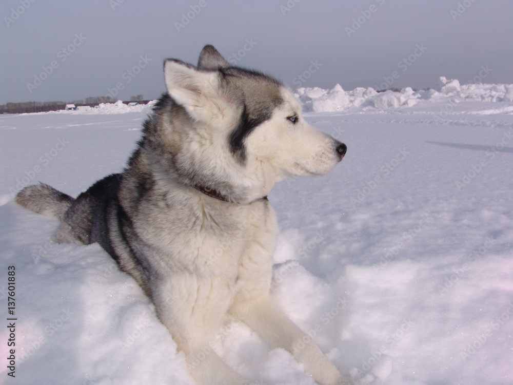 fur, winter, portrait, breed, mammal, animal, dog, eye, snow, husky, pet, nature, young, purebred, white, puppy, cute, beautiful, siberian, domestic, friend, blue, face, beauty, pedigree, happy, prett fur, winter, portrait, breed, mammal, animal, dog, eye, snow, husky, pet, nature, young, purebred, white, puppy, cute, beautiful, siberian, domestic, friend, blue, face, beauty, pedigree, happy, prett