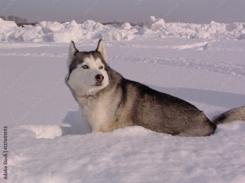 fur, winter, portrait, breed, mammal, animal, dog, eye, snow, husky, pet, nature, young, purebred, white, puppy, cute, beautiful, siberian, domestic, friend, blue, face, beauty, pedigree, happy, prett fur, winter, portrait, breed, mammal, animal, dog, eye, snow, husky, pet, nature, young, purebred, white, puppy, cute, beautiful, siberian, domestic, friend, blue, face, beauty, pedigree, happy, prett