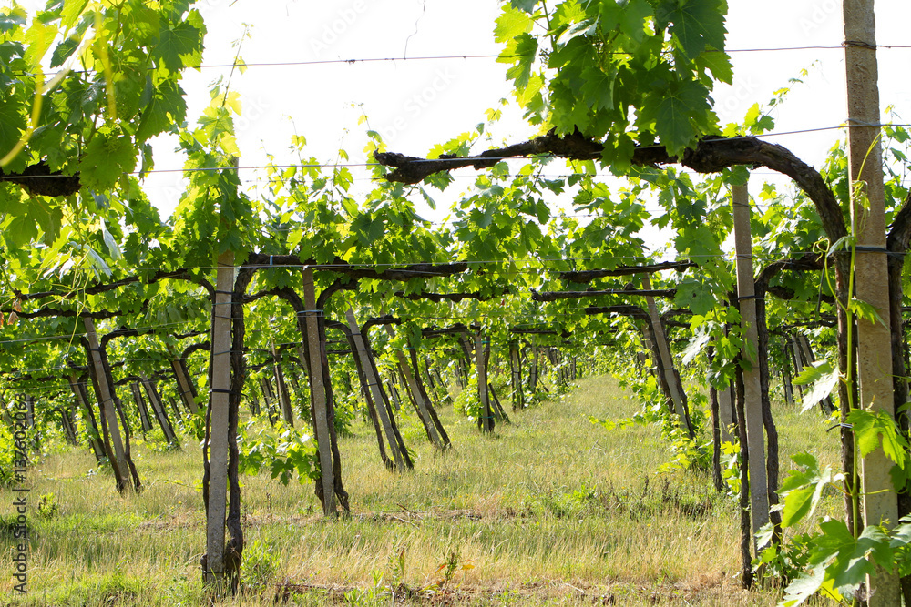 Vineyards in San Gimignano, Tuscany, Italy, Europe