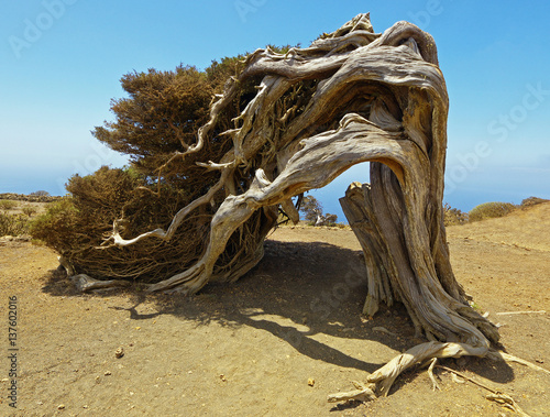 Native tree twisted by the force of wind, Sabinar El Hierro. Canary island, Spain photo