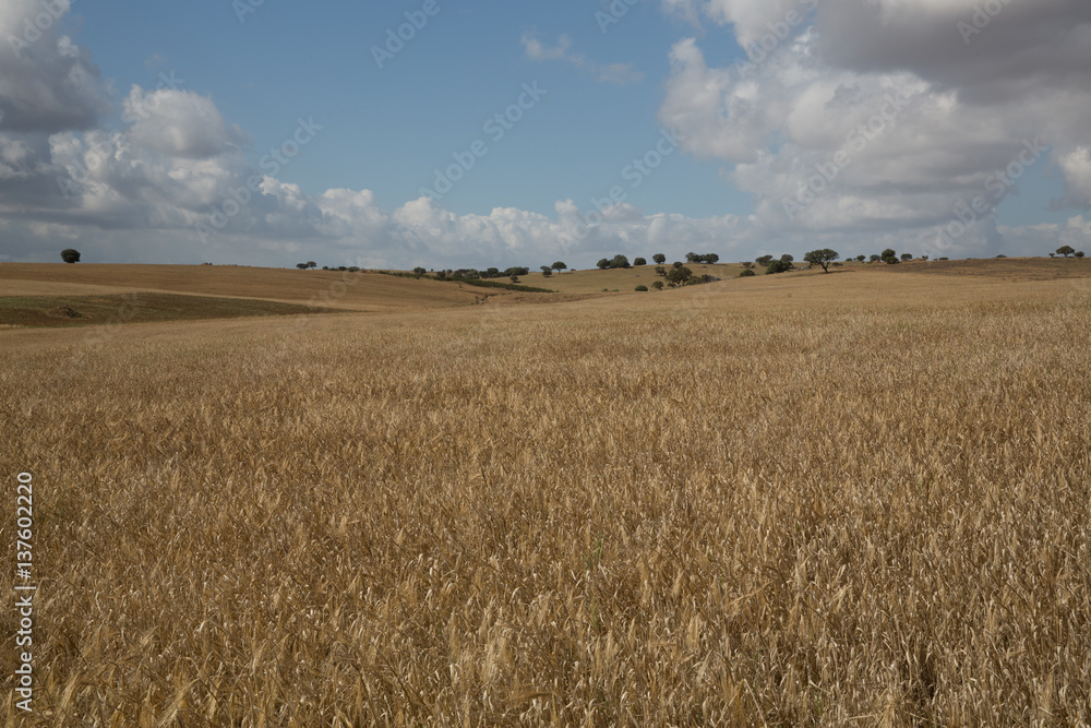 Getreidefeld im Alentejo, Portugal