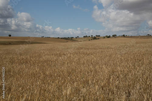 Getreidefeld im Alentejo  Portugal