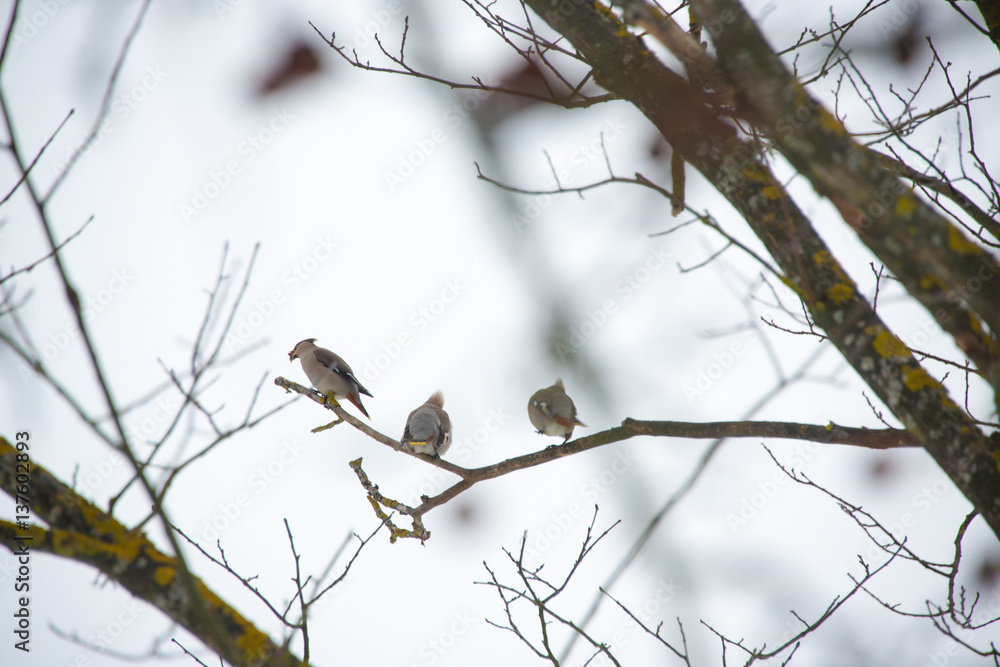 Waxwing sits on a tree branch ( Bombycilla garrulus ) Waxwing sits on a tree branch ( Bombycilla garrulus )