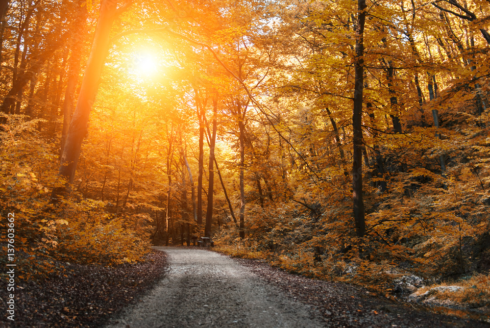 Forest road Forest road
