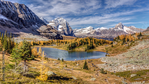 Golden Larch trees in Autumn at the Opabin Plateau in the backcountry of Lake O'Hara, Yoho National Park, BC.