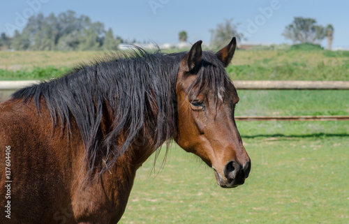 brown horse with black mane stands on a green field © vadiml