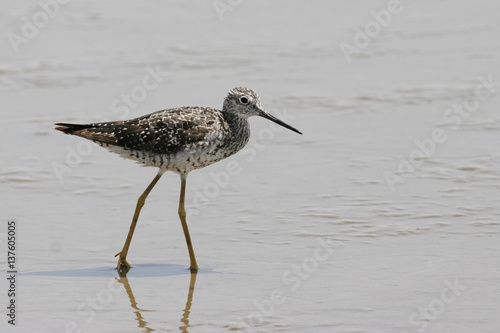 Canvas-taulu Greater yellowlegs (Tringa melanoleuca) on beach, Bolivar Peninsula, Texas, USA