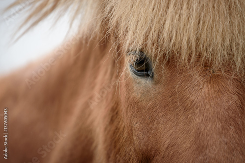 Head of a brown horse close up