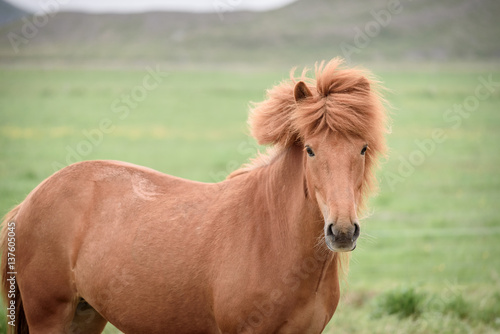 Chestnut horse in a pasture in Iceland © Oleksandr Kotenko